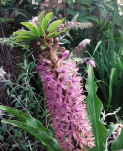 pineapple lily