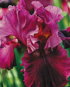 sonatini hippeastrums